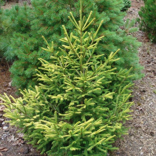 Picea abies 'Norrköping' - Harilik kuusk 'Norrköping' C3/3L